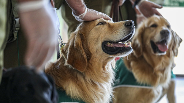 Dogs can sniff out bombs, cancer and now PTSD. They don’t have the same success with drugs