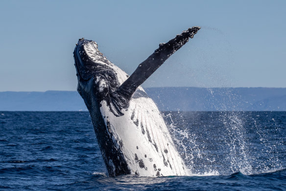 Humpback whale off the coast of Cronulla and Bundeena this winter.
