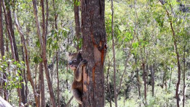 Research has shown that we may notice koalas, but most people don't notice the trees which provide them an environment in which to live.
