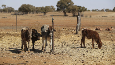 Queensland's drought has been long and hard for regional areas.