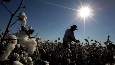Cotton farming, the 'scapegoat' in the water debate.