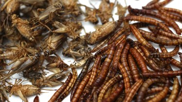insects crickets mealworms