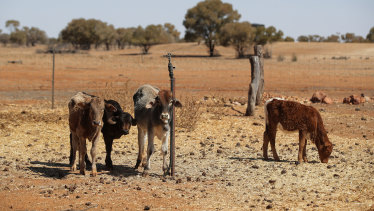 Cattle at a Quilpie farm in south-western Queensland in August, where the drought is hitting hard.