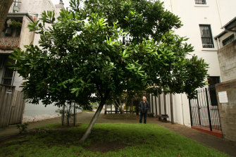 Tree Guide How To Choose The Right Tree For Your Garden