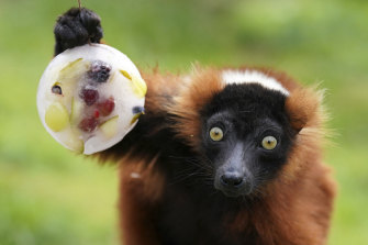 A red ruffed lemurs enjoys an ice block filled with fruit at Blair Drummond Safari Park near Stirling, England, as temperatures soared across Britain.