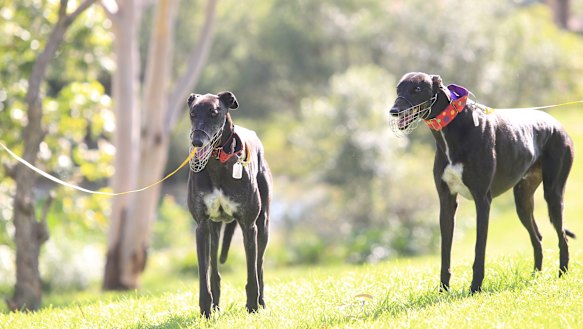 Wrong impression: the requirement that greyhounds be muzzled in NSW can make potential owners wary.