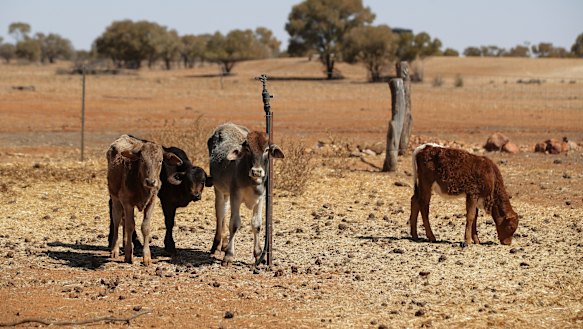 Queensland's drought has been long and hard for regional areas.