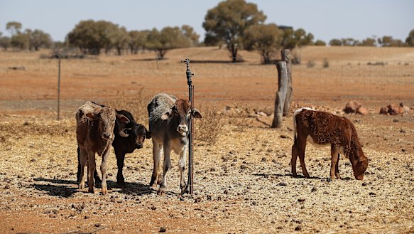 The drought is ripping money out of Queensland farms