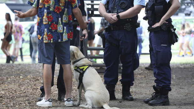 Police question a man after a sniffer dog identified him for suspected drug possession at Field Day music festival on January 1.
