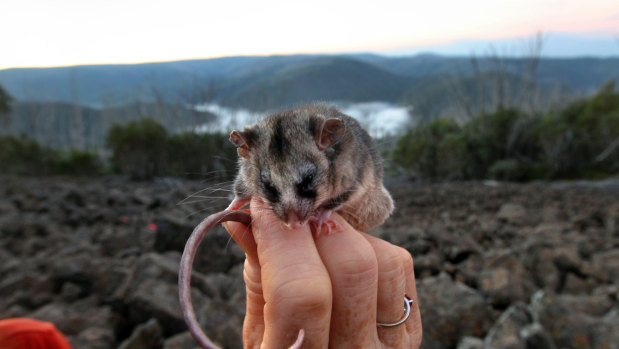 The mountain pygmy possum, one of Australia's most threatened species.