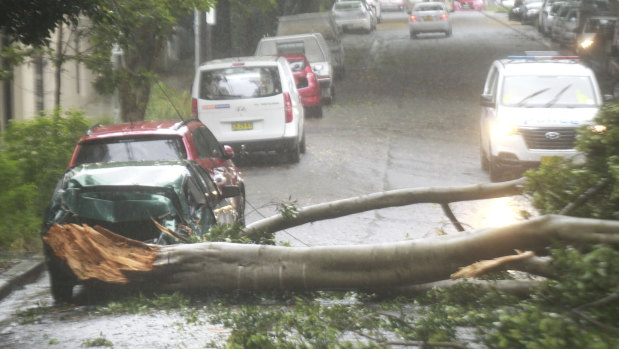 Tree branches came down on a car, blocking Northwood Street, Camperdown.