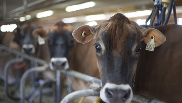 The new trade deal will give US farmers greater access to the Canadian dairy market.