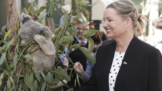 Environment Minister Sussan Ley warned last year that the status of koalas in various locations may be downgraded to endangered due to bushfires.