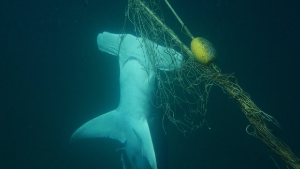 A dead great hammerhead shark found caught in a net near a beach on the Gold Coast. 