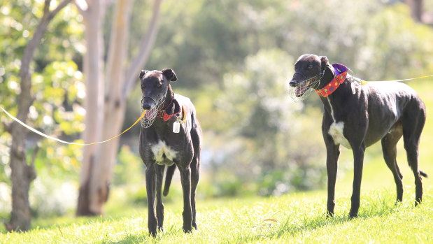 Wrong impression: the requirement that greyhounds be muzzled in NSW can make potential owners wary.