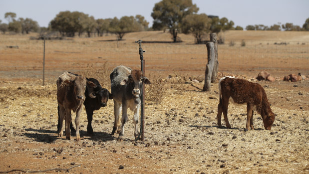 Struggling cattle on a Quilpie property in south-west Queensland, which were seen by Prime Minister Scott Morrison during his drought tour last week.