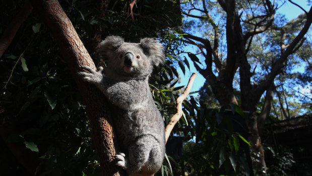 The agreement has been labelled as a win for koalas and farmers alike.