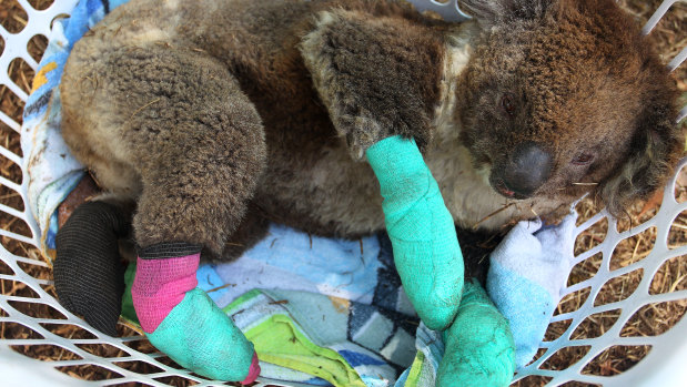 It's not just humans that have been devastated by the recent bushfires. 
