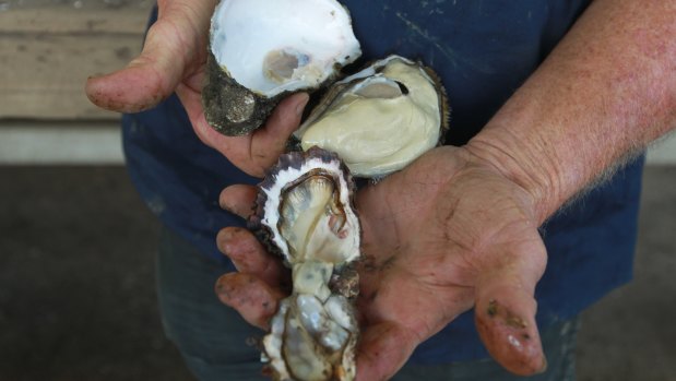 An infected Pacific oyster (foreground) and a healthy oyster (background) from the waters of the Hawkesbury River in 2013. 