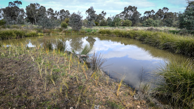 The site where ponds have been built to rejuvenate Bendigo Creek 
