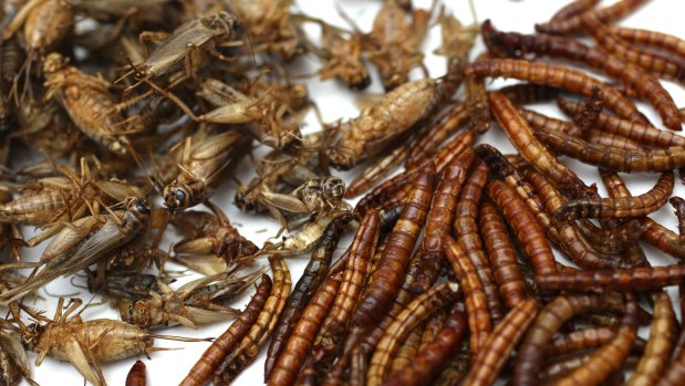 Does it bug you? Crickets and mealworms are among insects grown at the Edible Bug Shop's Sydney headquarters.