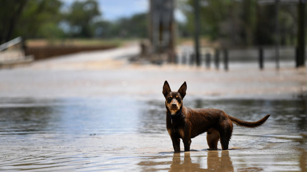 A dog plays in floodwater as the swollen Balonne River cuts the Andrew Nixon Bridge at St George, in Queensland's southern interior.