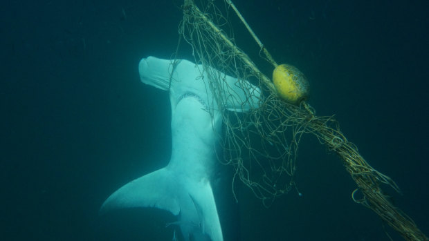 A dead great hammerhead shark found caught in a net near a beach on the Gold Coast. 