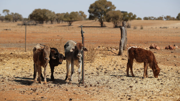 Cattle at a Quilpie farm in south-western Queensland in August, where the drought is hitting hard.
