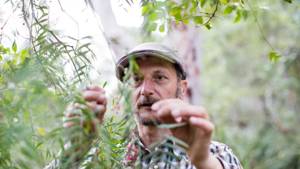 Diego Bonetto foraging for the pink peppercorns of <i>Schinus molle</i>, regarded as a weed in Victoria, to make gin.