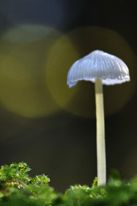 Learn about fungi, such as this Mycena epipterygia, in Alison Pouliot's online workshop.