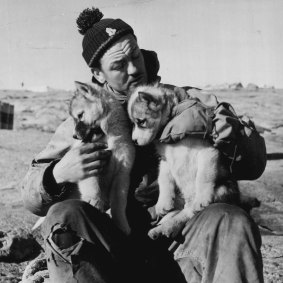 Bill Harvey, the Scottish carpenter in the 1954 Mawson party, pauses to say hello to the husky pups.