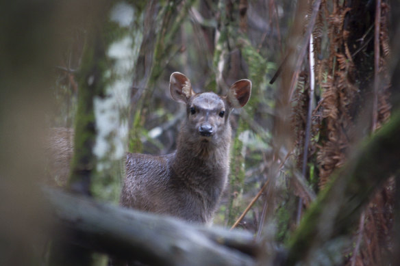 The action plan will split parts of the country into four areas to help eradicate feral deer.