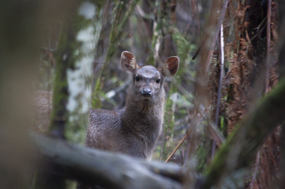 A feral deer in Sherbrooke Forrest.