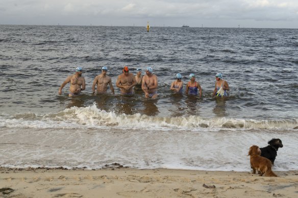 Nothing will stop the Port Melbourne Icebergers from swimming in the bay, even poor water quality.