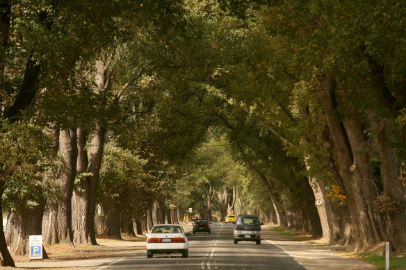 The Avenue of Honour in Bacchus Marsh.