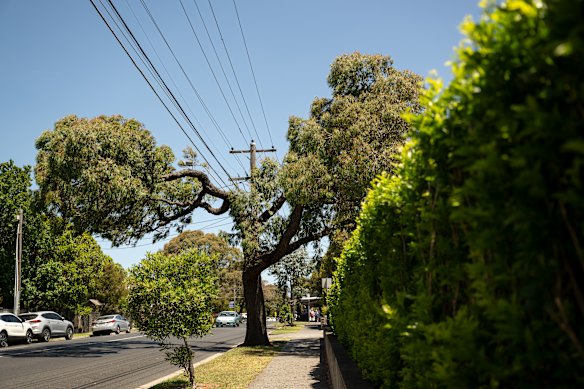 A tree pruned around power lines in  Sandringham.