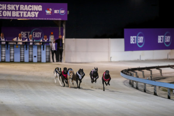 Greyhound racing will continues as the feud between Greyhound Racing and the Dapto Agricultural and Horticultural Society heads to court next February. 