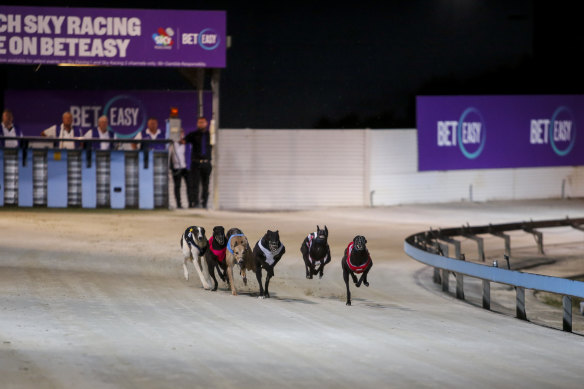 A former chief veterinary officer of Greyhound Racing NSW has slammed the industry as immoral and unsustainable.