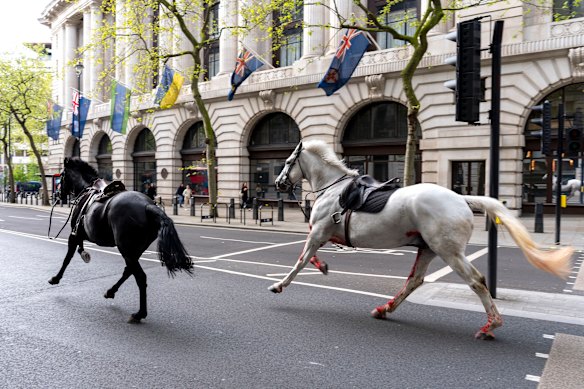 The spooked horses running through central London on Wednesday morning. 