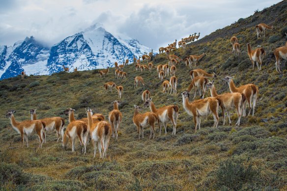 Ever upwards… guanacos graze amid a spectacular backdrop.