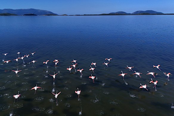 Flamingos are pictured over Narta lagoon area, western Albania, where a massive coastal development project linked to Jared Kushner is facing resistance over concerns about environmental impact and transparency.