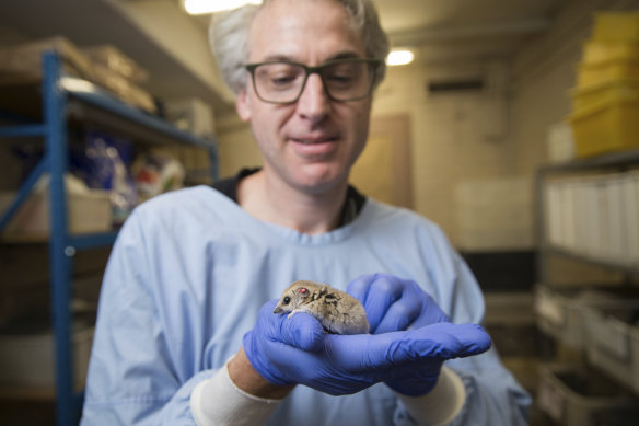 Dr Stephen Frankenberg, a member of Pask’s team, holds a dunnart.