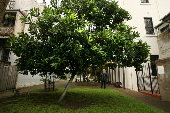 A frost-tolerant macadamia tree is perfect for the western suburbs. And you get nuts.
