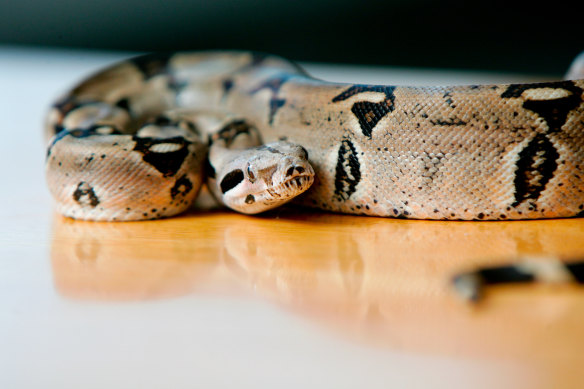 Boa constrictors are being kept as pets both legally and illegally in Australia.