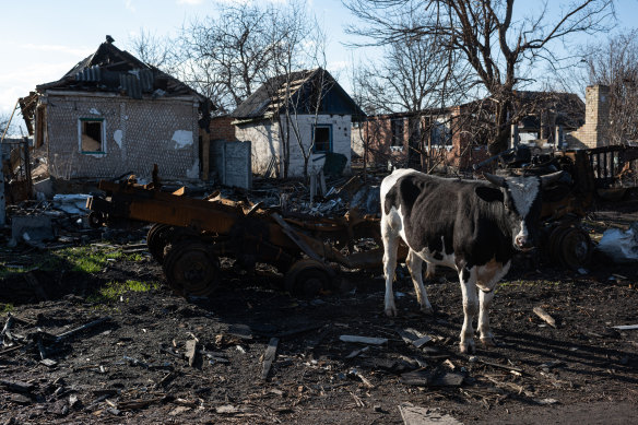 A cow stands by the destroyed military vehicles and damaged houses in Andriivka, Ukraine.