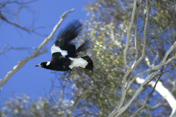 Sydney’s property war is also fought in the trees. 