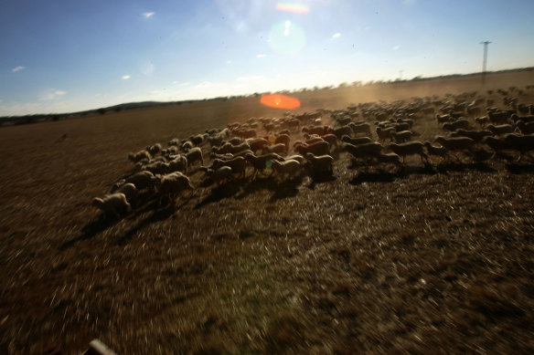 Conditions are making business very difficult for WA farmers.