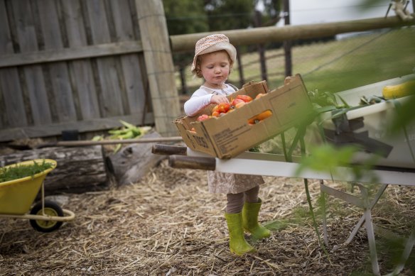 Quality control: Frida Ulph, 2, one of the youngest members of The Dairy vegetable garden. 