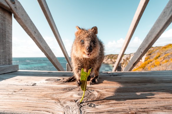 Meeting the locals: A quokka on Rottnest Island.