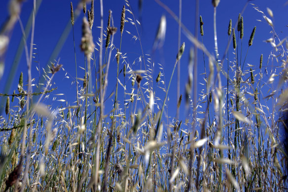 Grass pollen is believed to be the main cause of hay fever.